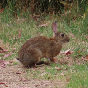 Oryctolagus cuniculus at Fyshwick, ACT - 1 Jan 2023