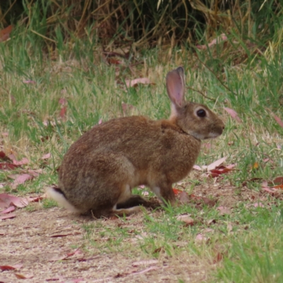 Oryctolagus cuniculus (European Rabbit) at Fyshwick, ACT - 31 Dec 2022 by MatthewFrawley