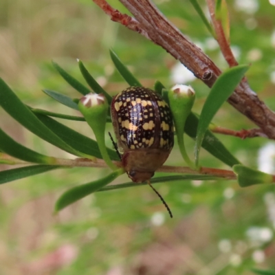 Paropsis pictipennis (Tea-tree button beetle) at Jerrabomberra Wetlands - 31 Dec 2022 by MatthewFrawley