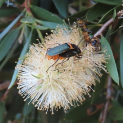 Chauliognathus lugubris (Plague Soldier Beetle) at Fyshwick, ACT - 31 Dec 2022 by MatthewFrawley