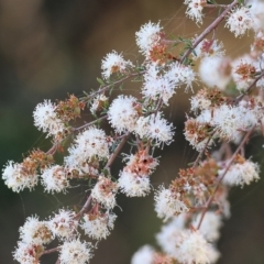 Kunzea ambigua (White Kunzea) at Pambula Beach, NSW - 28 Dec 2022 by KylieWaldon