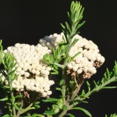 Ozothamnus diosmifolius (Rice Flower, White Dogwood, Sago Bush) at Pambula Beach, NSW - 27 Dec 2022 by KylieWaldon