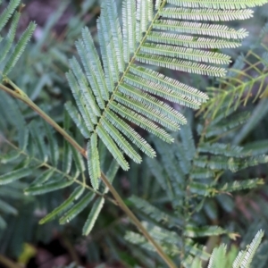 Acacia mearnsii at Pambula Beach, NSW - 28 Dec 2022 07:54 AM