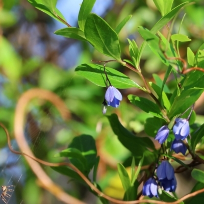 Billardiera heterophylla (Western Australian Bluebell Creeper) at Pambula Beach, NSW - 27 Dec 2022 by KylieWaldon