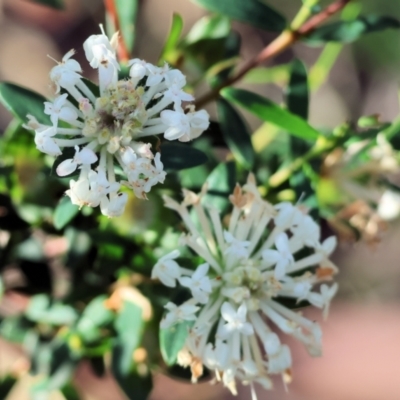 Pimelea sp. (Rice Flower) at Pambula Beach, NSW - 27 Dec 2022 by KylieWaldon