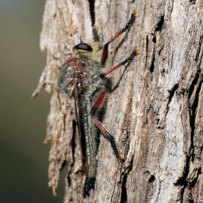 Unidentified Robber fly (Asilidae) at Pambula Beach, NSW - 27 Dec 2022 by KylieWaldon