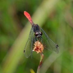 Nannophya dalei (Eastern Pygmyfly) at Rossi, NSW - 1 Jan 2023 by DPRees125