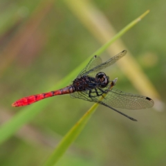 Nannophya dalei at Rossi, NSW - 1 Jan 2023