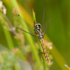 Nannophya dalei at Rossi, NSW - 1 Jan 2023