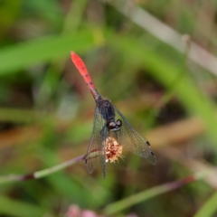 Nannophya dalei at Rossi, NSW - 1 Jan 2023