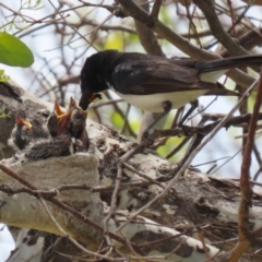 Rhipidura leucophrys at Symonston, ACT - suppressed