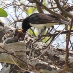 Rhipidura leucophrys at Symonston, ACT - suppressed