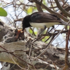 Rhipidura leucophrys at Symonston, ACT - suppressed