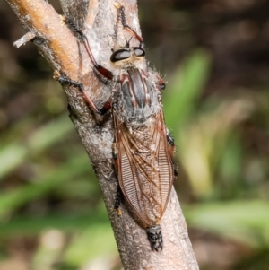 Neoaratus hercules at Acton, ACT - 2 Jan 2023 09:48 AM