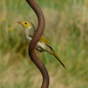 Ptilotula penicillata at Symonston, ACT - 2 Jan 2023