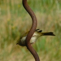 Ptilotula penicillata at Symonston, ACT - 2 Jan 2023