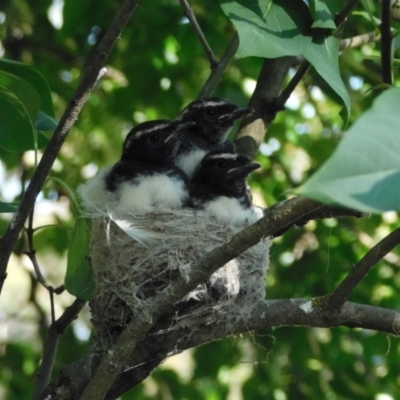 Rhipidura leucophrys (Willie Wagtail) at Symonston, ACT - 1 Jan 2023 by CallumBraeRuralProperty