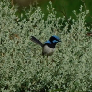 Malurus cyaneus at Symonston, ACT - 2 Jan 2023 08:20 AM