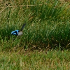 Malurus cyaneus at Symonston, ACT - 2 Jan 2023 08:20 AM