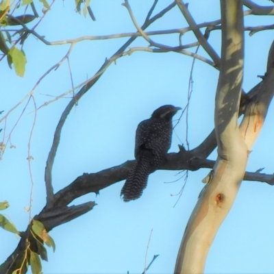 Eudynamys orientalis (Pacific Koel) at Symonston, ACT - 1 Jan 2023 by CallumBraeRuralProperty