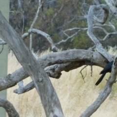 Eudynamys orientalis at Symonston, ACT - 1 Jan 2023 07:18 PM