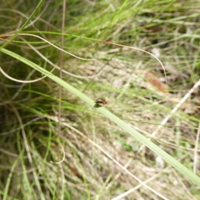 Steganopsis melanogaster (A lauxaniid fly) at Mongarlowe River - 26 Nov 2022 by arjay