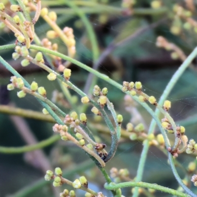 Cassytha sp. (Dodder) at Pambula Beach, NSW - 27 Dec 2022 by KylieWaldon