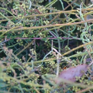 Cassytha (genus) at Pambula Beach, NSW - 28 Dec 2022 08:13 AM