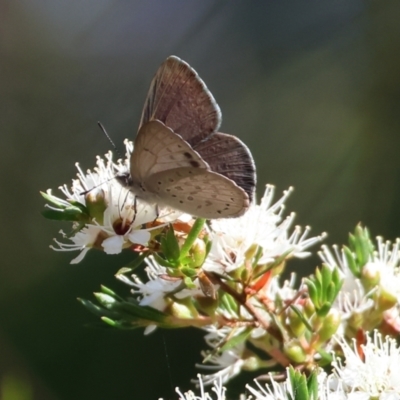 Erina hyacinthina (Varied Dusky-blue) at Pambula Beach, NSW - 27 Dec 2022 by KylieWaldon