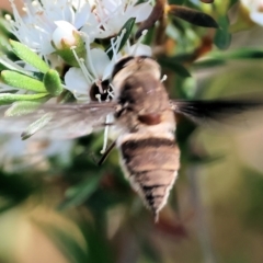 Unidentified Bee fly (Bombyliidae) at Pambula Beach, NSW - 27 Dec 2022 by KylieWaldon
