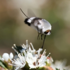 Meomyia sp. at Pambula Beach, NSW - 27 Dec 2022 by KylieWaldon