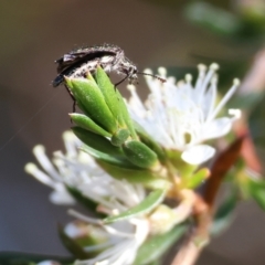 Eleale sp. (genus) (Clerid beetle) at Pambula Beach, NSW - 27 Dec 2022 by KylieWaldon