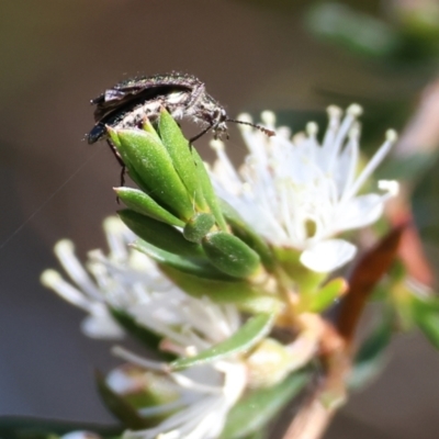 Eleale sp. (genus) (Clerid beetle) at Pambula Beach, NSW - 27 Dec 2022 by KylieWaldon