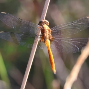 Orthetrum villosovittatum at Pambula Beach, NSW - 28 Dec 2022 08:25 AM