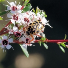 Neorrhina punctatum (Spotted flower chafer) at Pambula Beach, NSW - 28 Dec 2022 by KylieWaldon