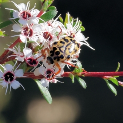 Neorrhina punctatum (Spotted flower chafer) at Pambula Beach, NSW - 28 Dec 2022 by KylieWaldon