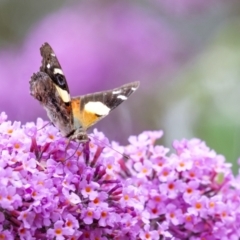 Vanessa itea (Yellow Admiral) at Penrose, NSW - 30 Dec 2022 by Aussiegall