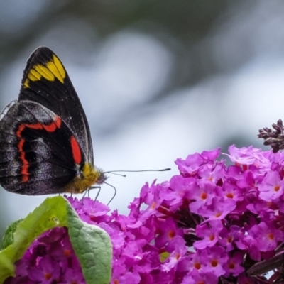 Delias nigrina (Black Jezebel) at Penrose, NSW - 31 Dec 2022 by Aussiegall