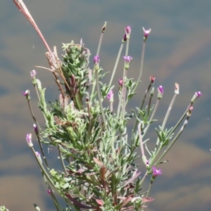 Epilobium billardiereanum at Symonston, ACT - 1 Jan 2023