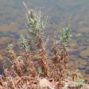 Epilobium billardiereanum at Symonston, ACT - 1 Jan 2023