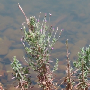 Epilobium billardiereanum at Symonston, ACT - 1 Jan 2023