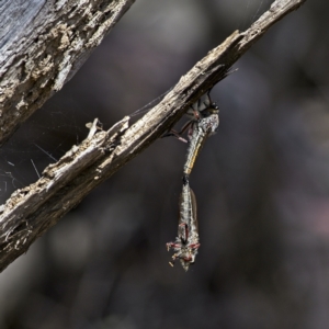 Asilinae sp. (subfamily) at Stromlo, ACT - 2 Jan 2023