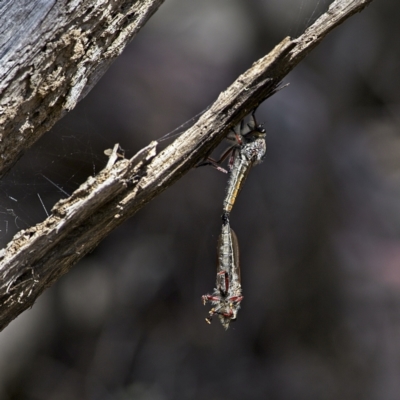 Asilinae sp. (subfamily) (Unidentified asiline Robberfly) at Stromlo, ACT - 1 Jan 2023 by Trevor