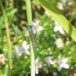 Ischnura heterosticta at Symonston, ACT - 1 Jan 2023