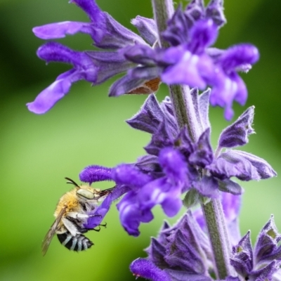 Amegilla sp. (genus) (Blue Banded Bee) at Penrose, NSW - 31 Dec 2022 by Aussiegall