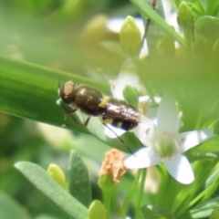 Odontomyia hunteri at Symonston, ACT - 1 Jan 2023 12:59 PM