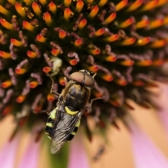 Odontomyia hunteri (Soldier fly) at Penrose, NSW - 31 Dec 2022 by Aussiegall