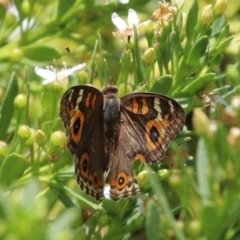 Junonia villida (Meadow Argus) at Symonston, ACT - 1 Jan 2023 by RodDeb