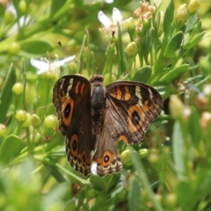 Junonia villida at Symonston, ACT - 1 Jan 2023