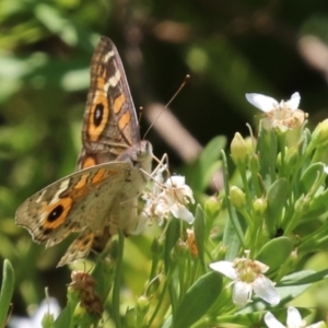 Junonia villida at Symonston, ACT - 1 Jan 2023